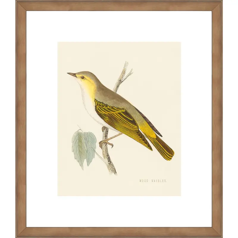 Engraved Birds Iii Framed Wall Art – 14" X 16" Nature-Inspired Print 1