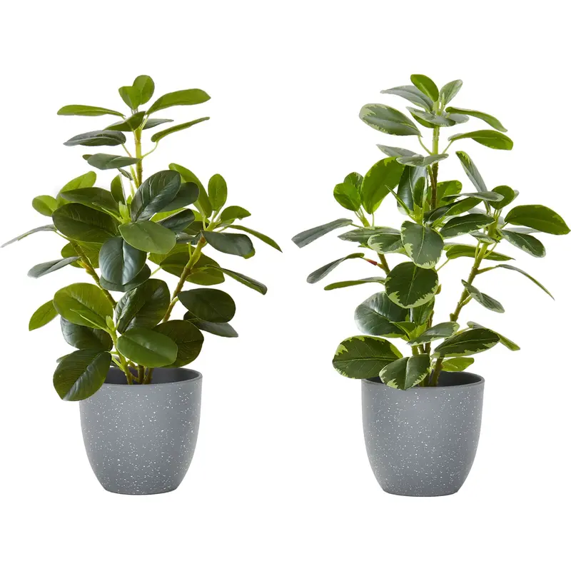 Ficus Plants – Set Of 2 Lifelike Indoor Trees 1